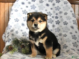 Shiba Inu dogs Fudge - Ad 41