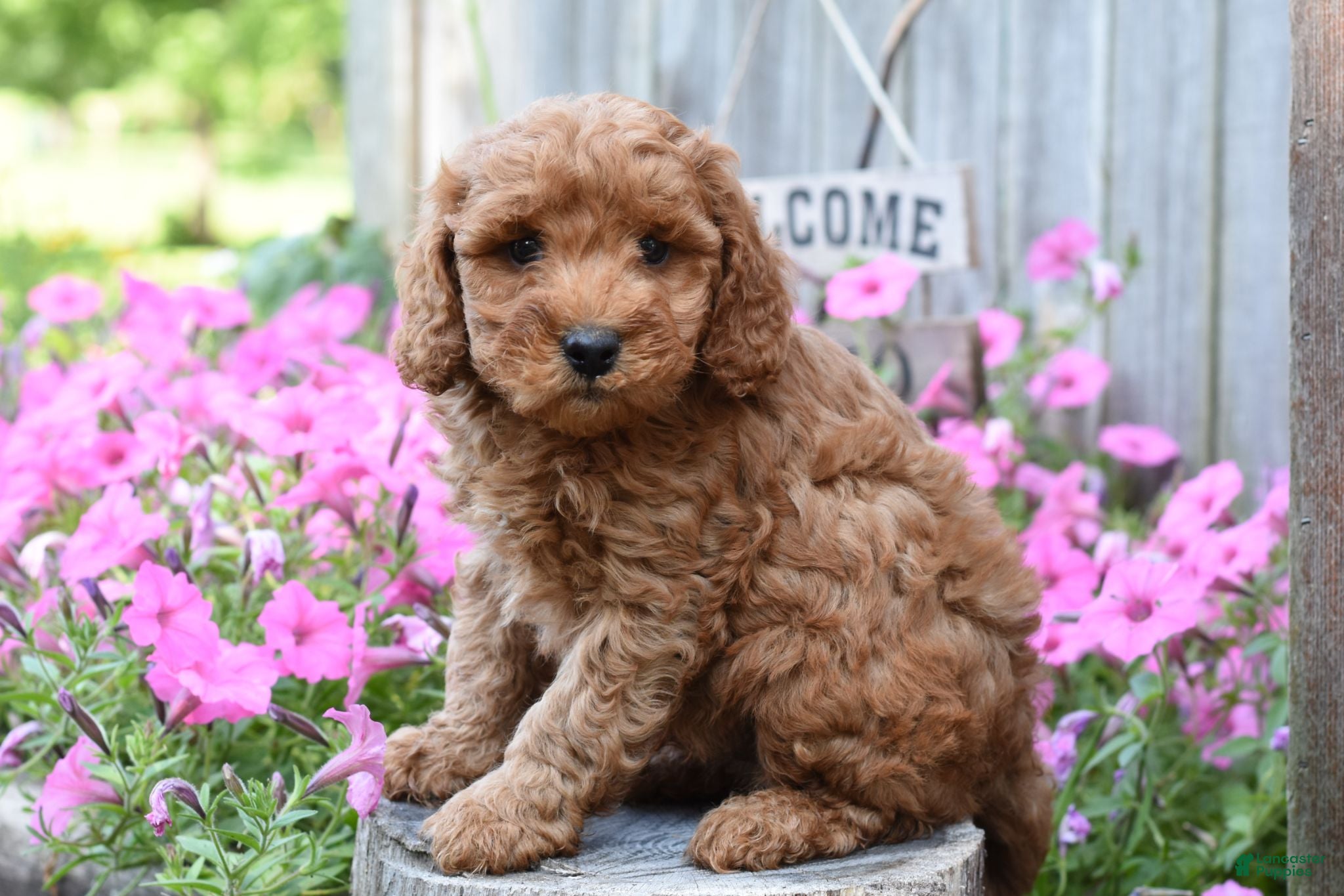 Cockapoo dogs Reece - Ad 2