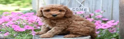 Cockapoo dogs for sale: Reece - Ad 2