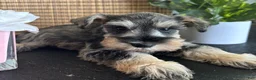Miniature Schnauzer dogs for sale: Molly - Ad 21