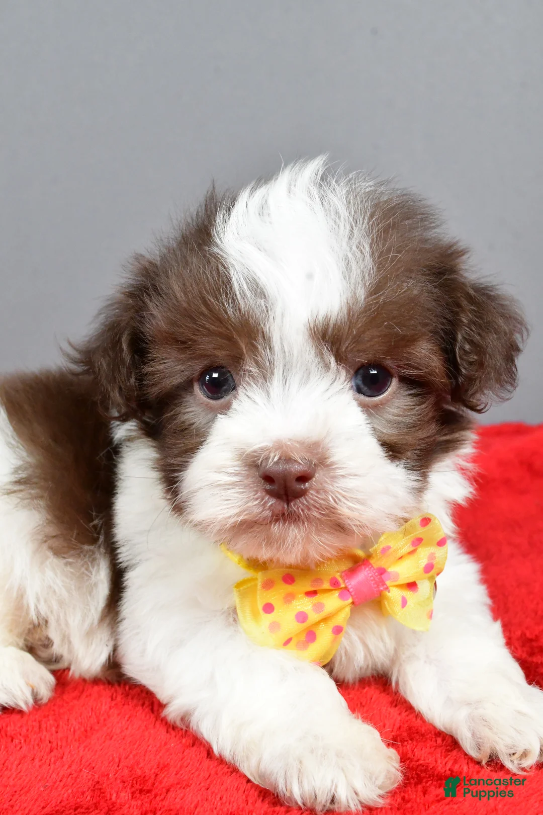 Havanese dogs for sale: Zeke - Ad 5