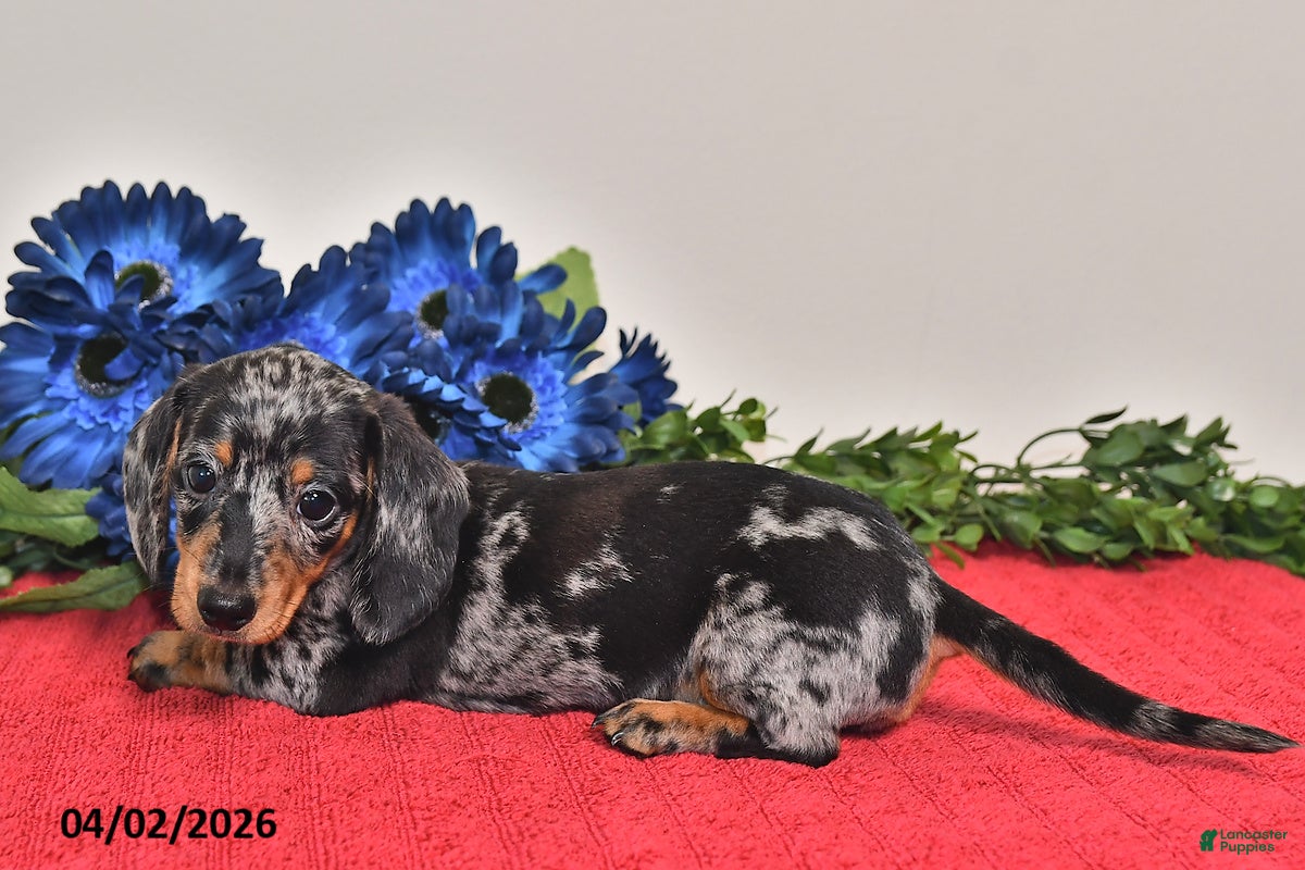 Miniature Dachshund dogs Fiona - Ad 1