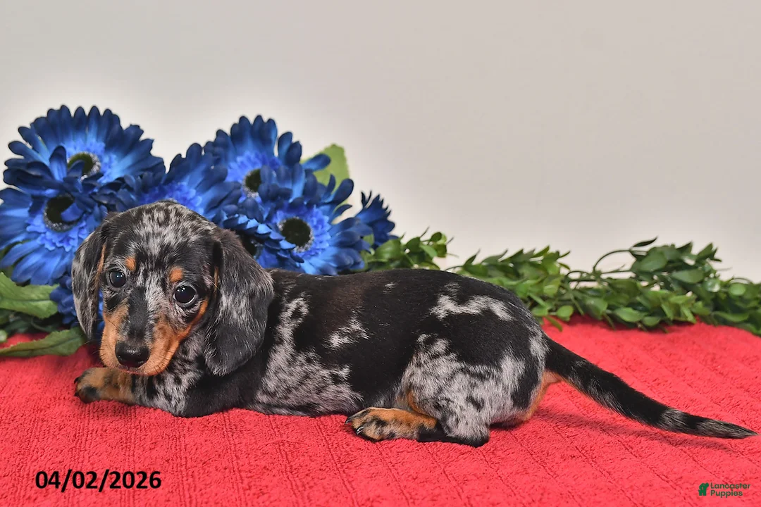 Miniature Dachshund dogs for sale: Fiona - Ad 1