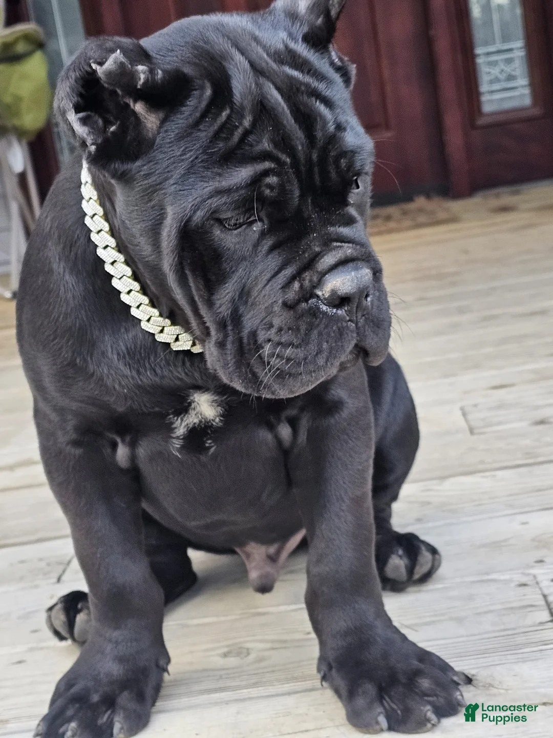 Cane Corso dogs for sale: ZEUS - Ad 19