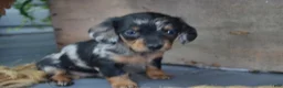 Dachshund dogs for sale: Talia - Ad 3