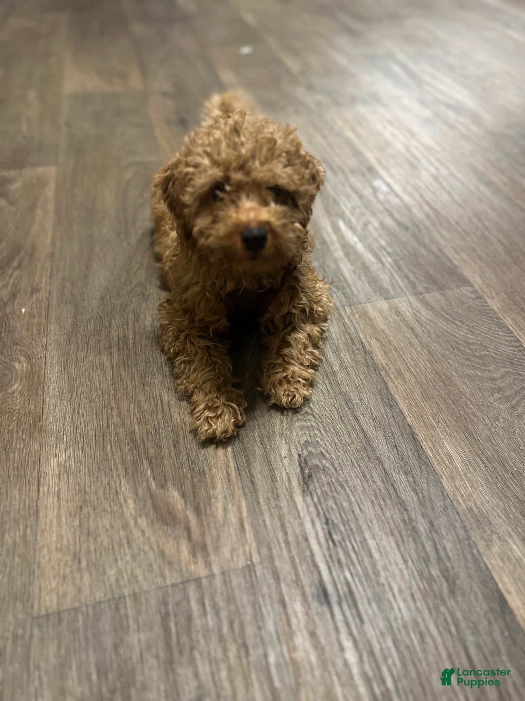 Goldendoodle dogs for sale: Jaxon - Ad 5