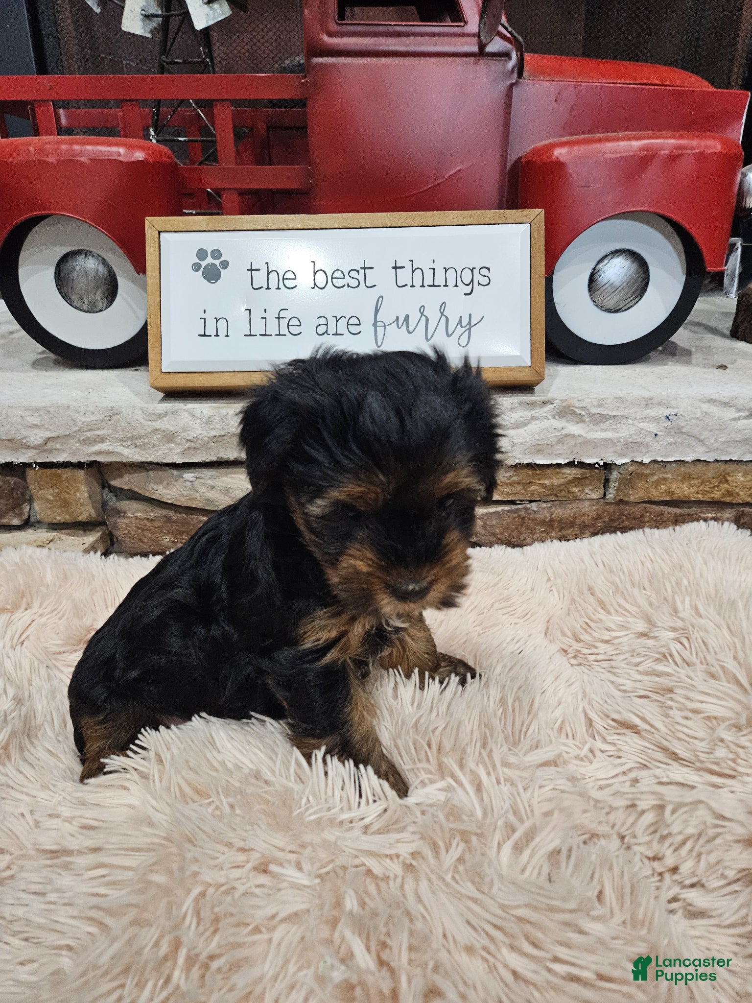 Yorkshire Terrier dogs Yorkshire Terrier Puppy 1 - Ad 9