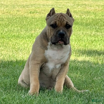 American Bully dogs Flora - Ad 1