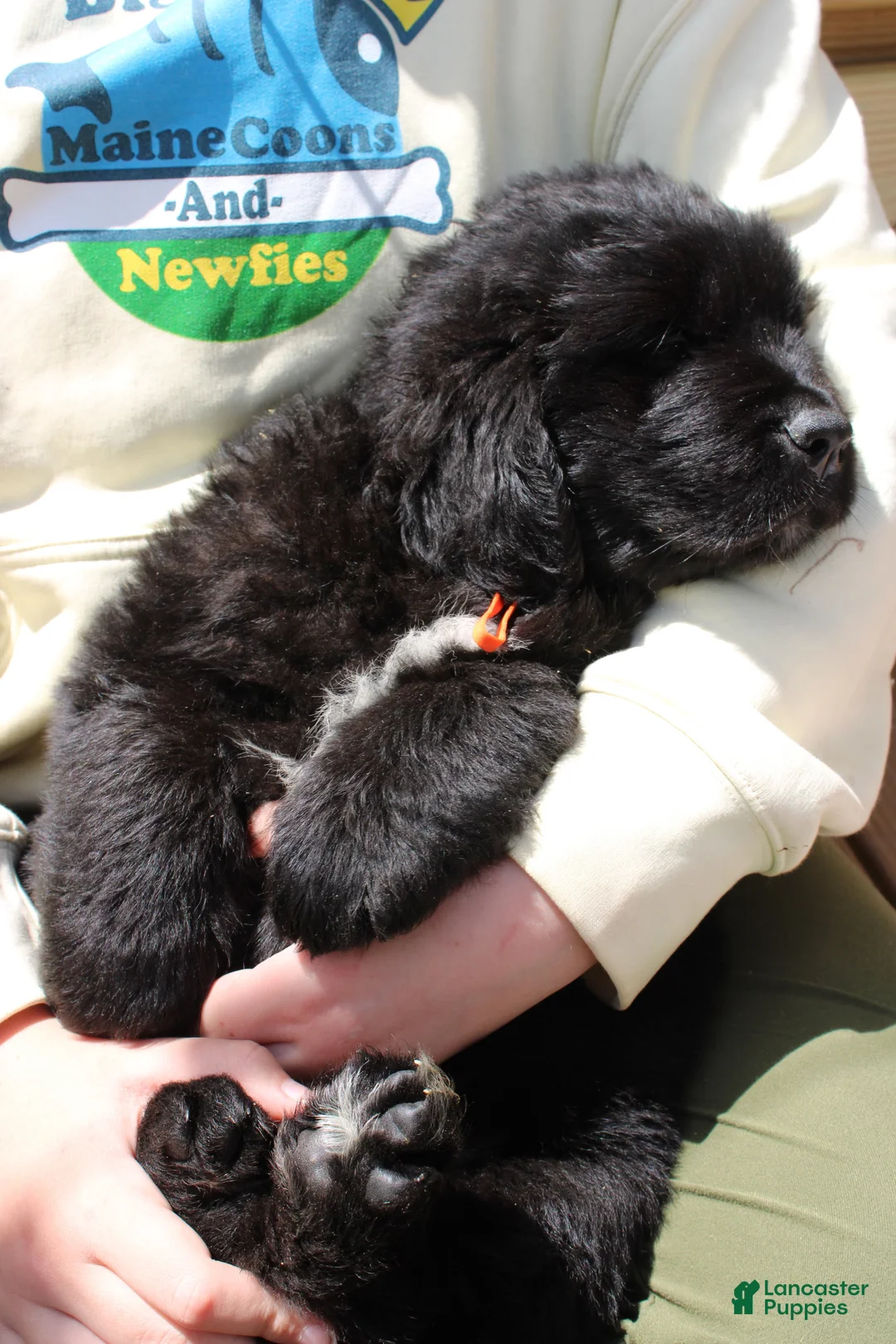 Newfoundland dogs for sale: FireFly - Ad 2