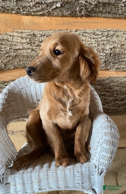 Mini Goldendoodle dogs Dottie- mini/ medium - Ad 2