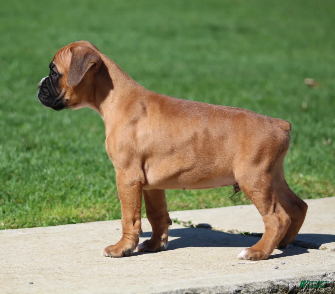 Boxer dogs for sale: Tanner - Ad 2