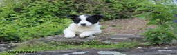 Mixed Breed dogs for sale: Jake - Ad 5