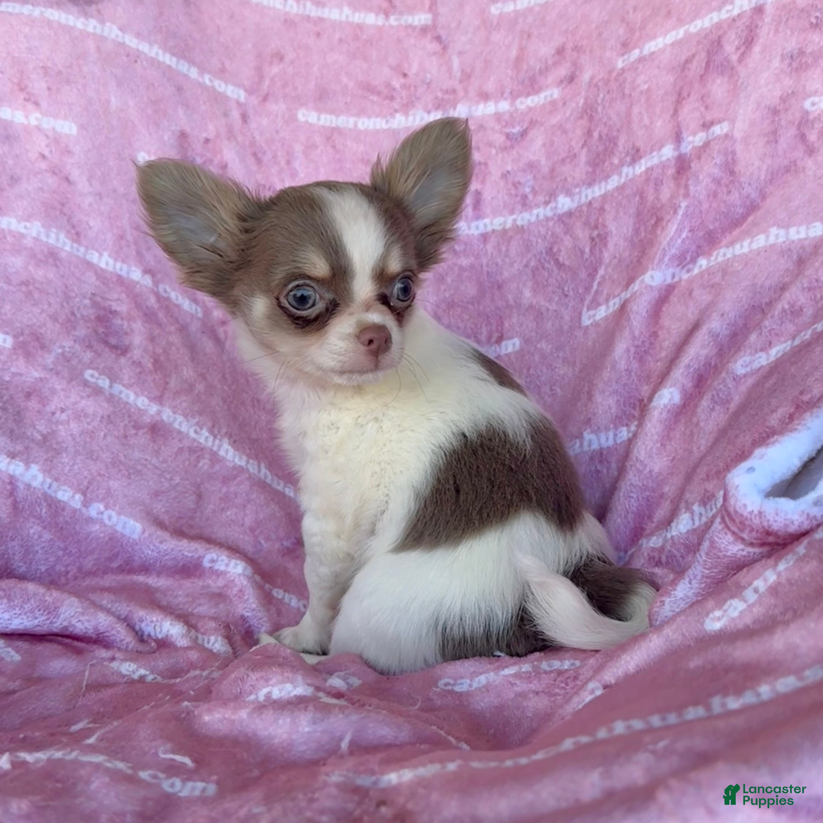 Chihuahua dogs Tiny Izzy Lavender LC - Ad 12