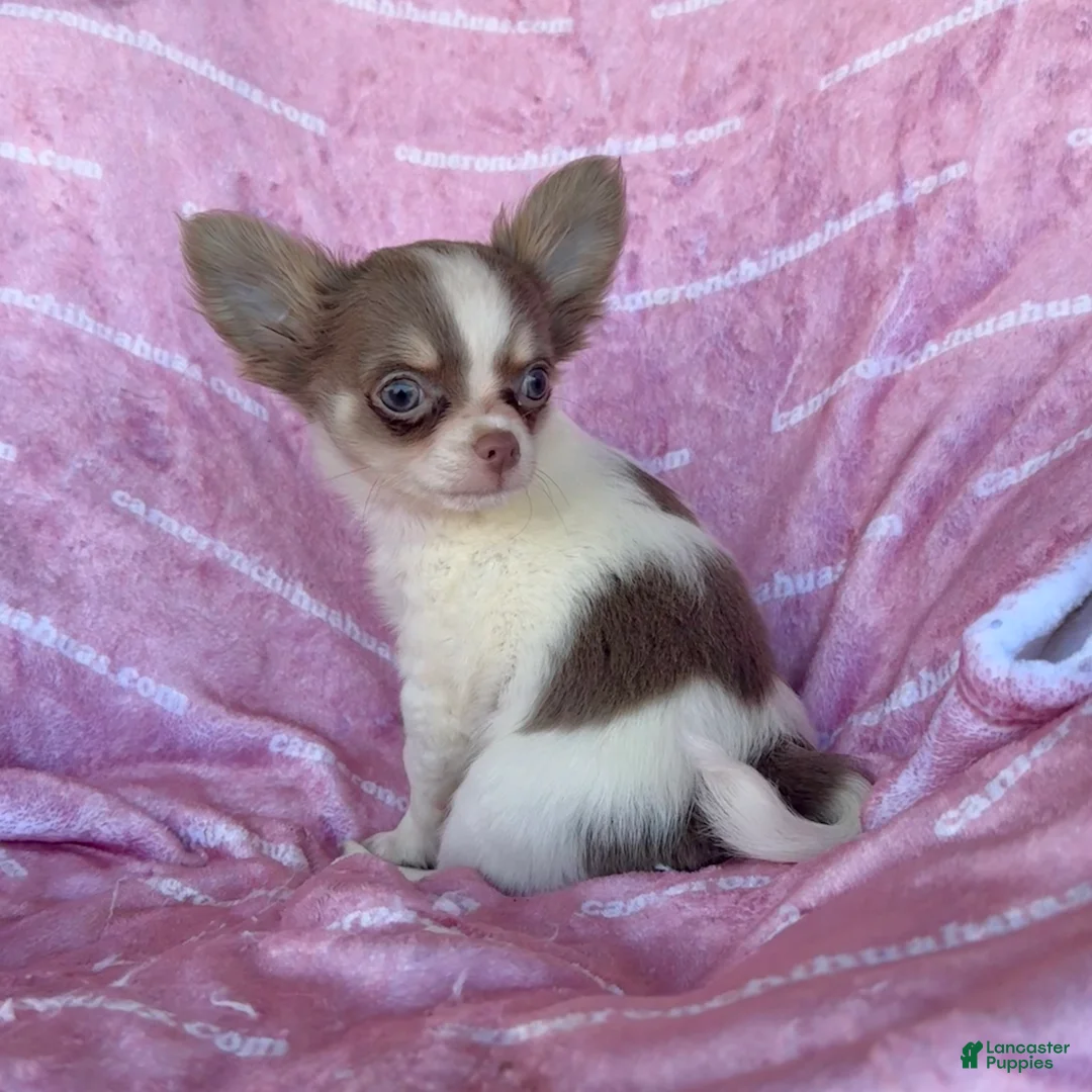 Chihuahua dogs for sale: Tiny Izzy Lavender LC - Ad 1