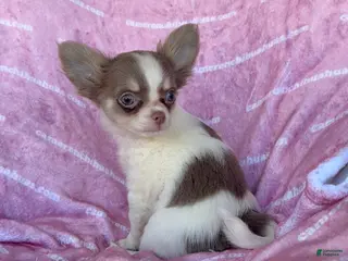 Chihuahua dogs Tiny Izzy Lavender LC - Ad 9