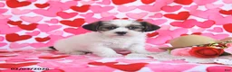 Shorkie dogs for sale: Rosie - Ad 3
