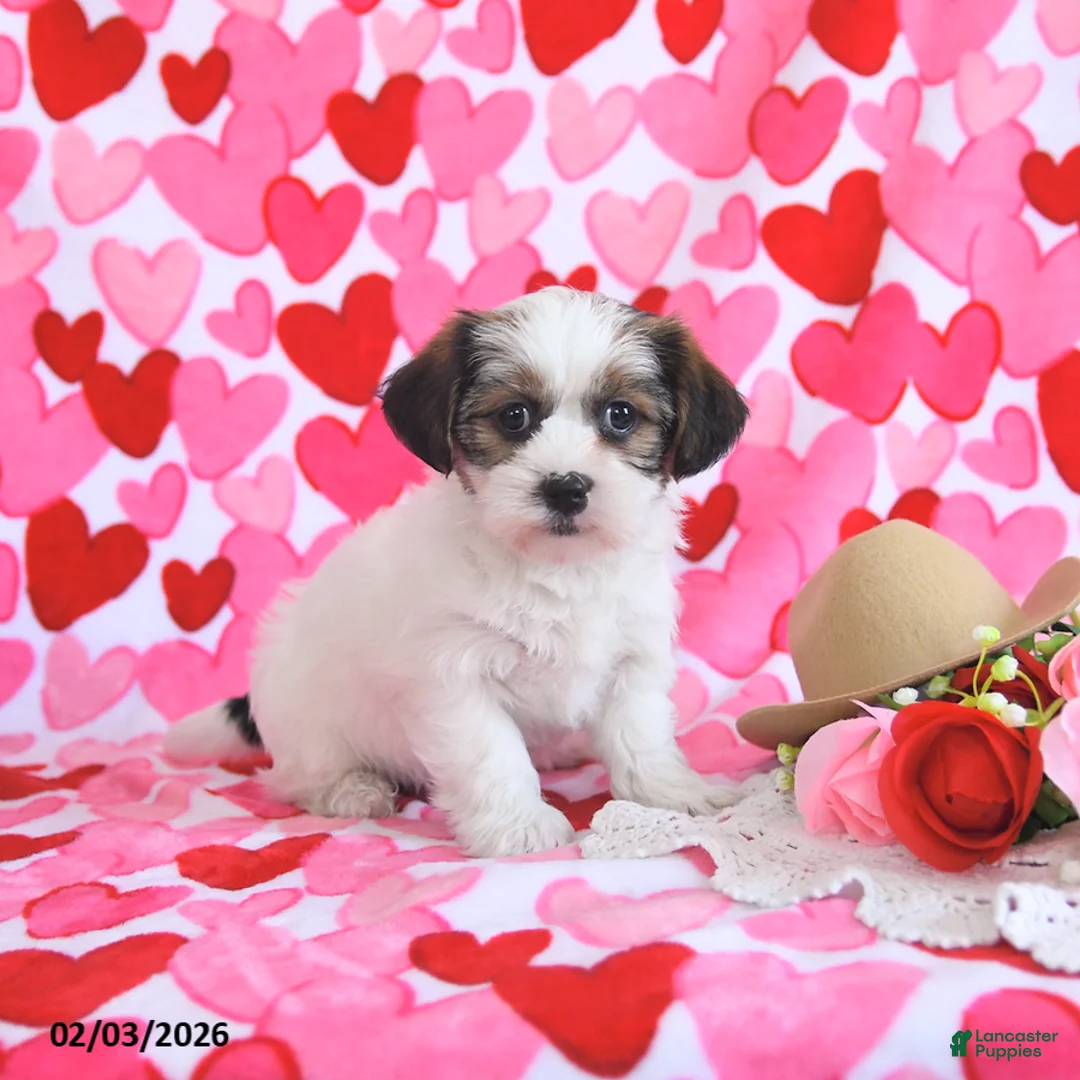 Shorkie dogs for sale: Rosie - Ad 3