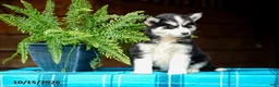 Pomsky dogs for sale: Tigger - Ad 6