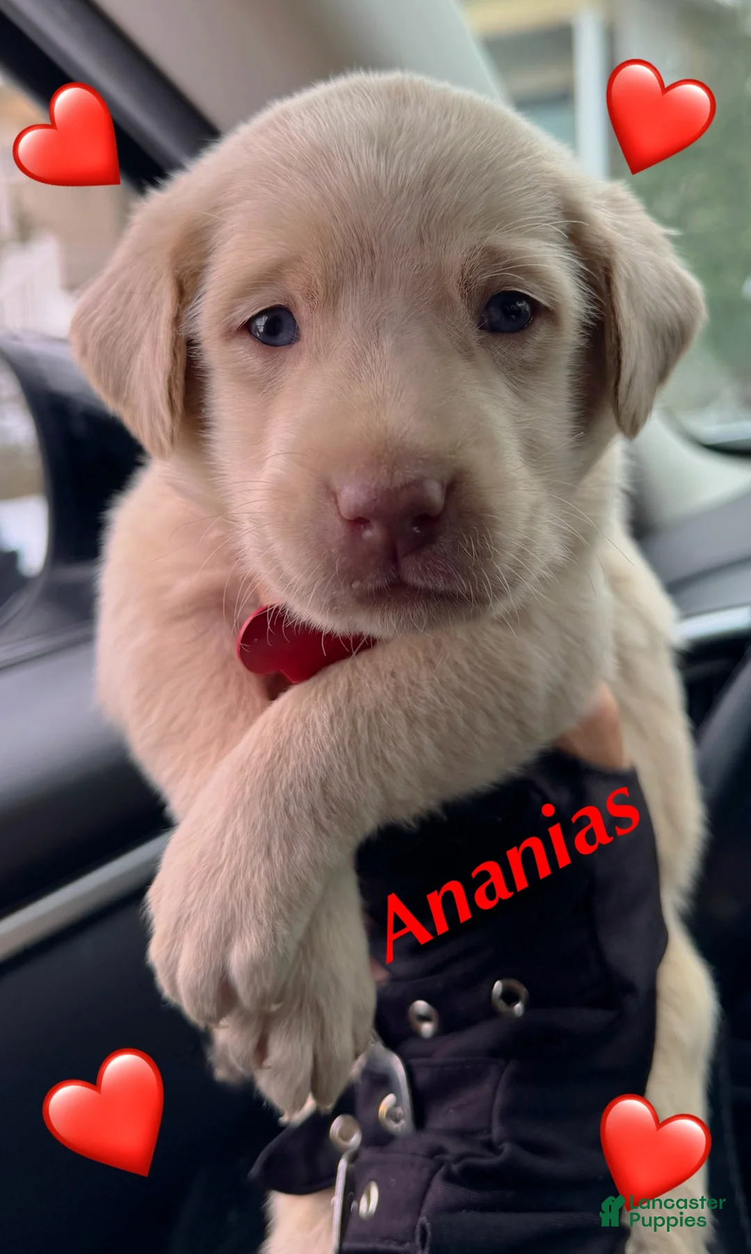 Labrador Retriever dogs for sale: Labrador Retriever Puppy 1 - Ad 1