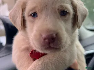 Labrador Retriever dogs Labrador Retriever Puppy 1 - Ad 7