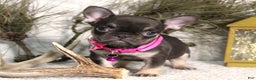 French Bulldog dogs for sale: Mocha - Ad 1