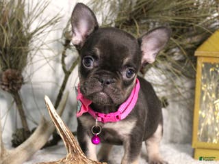 French Bulldog dogs Mocha - Ad 9
