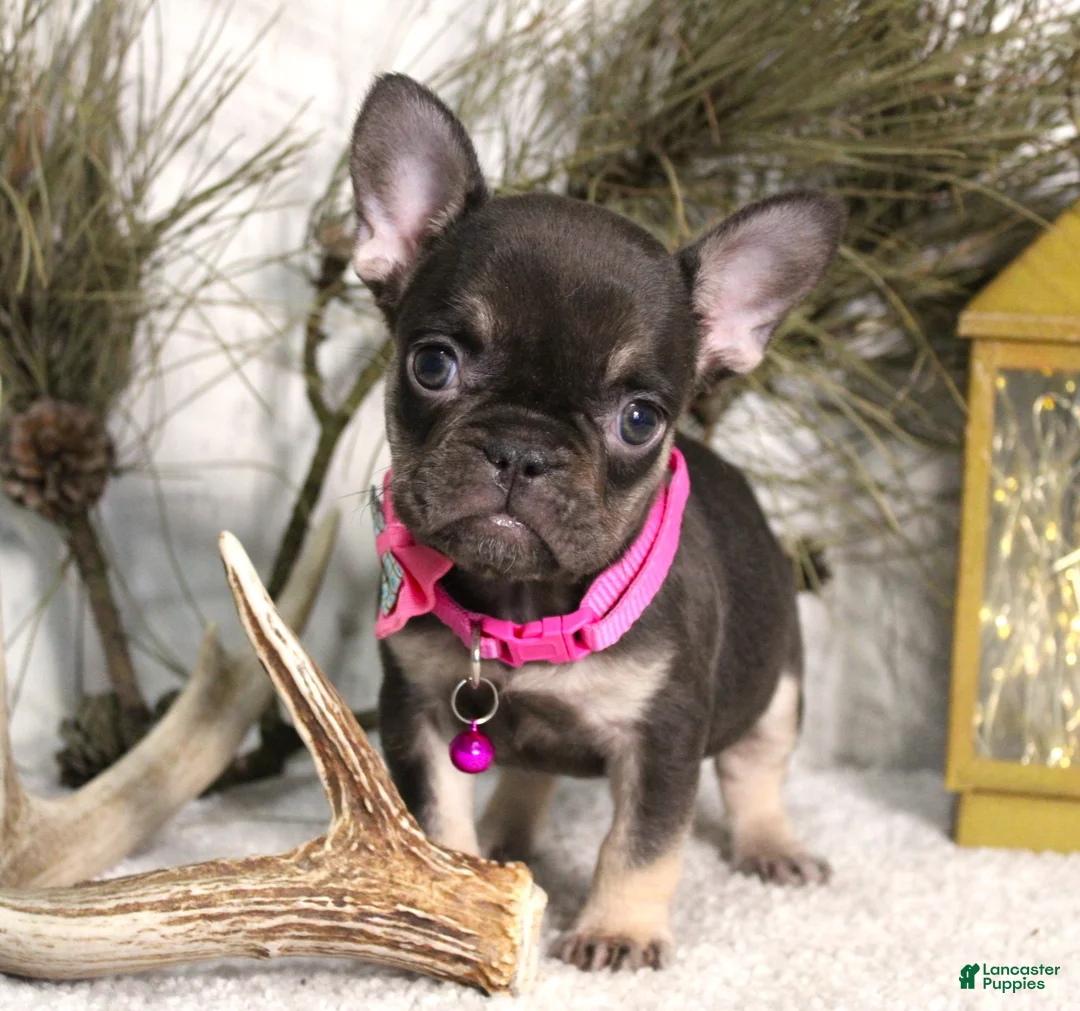 French Bulldog dogs for sale: Mocha - Ad 1