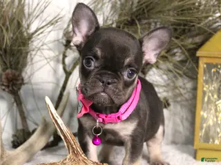 French Bulldog dogs Mocha - Ad 16