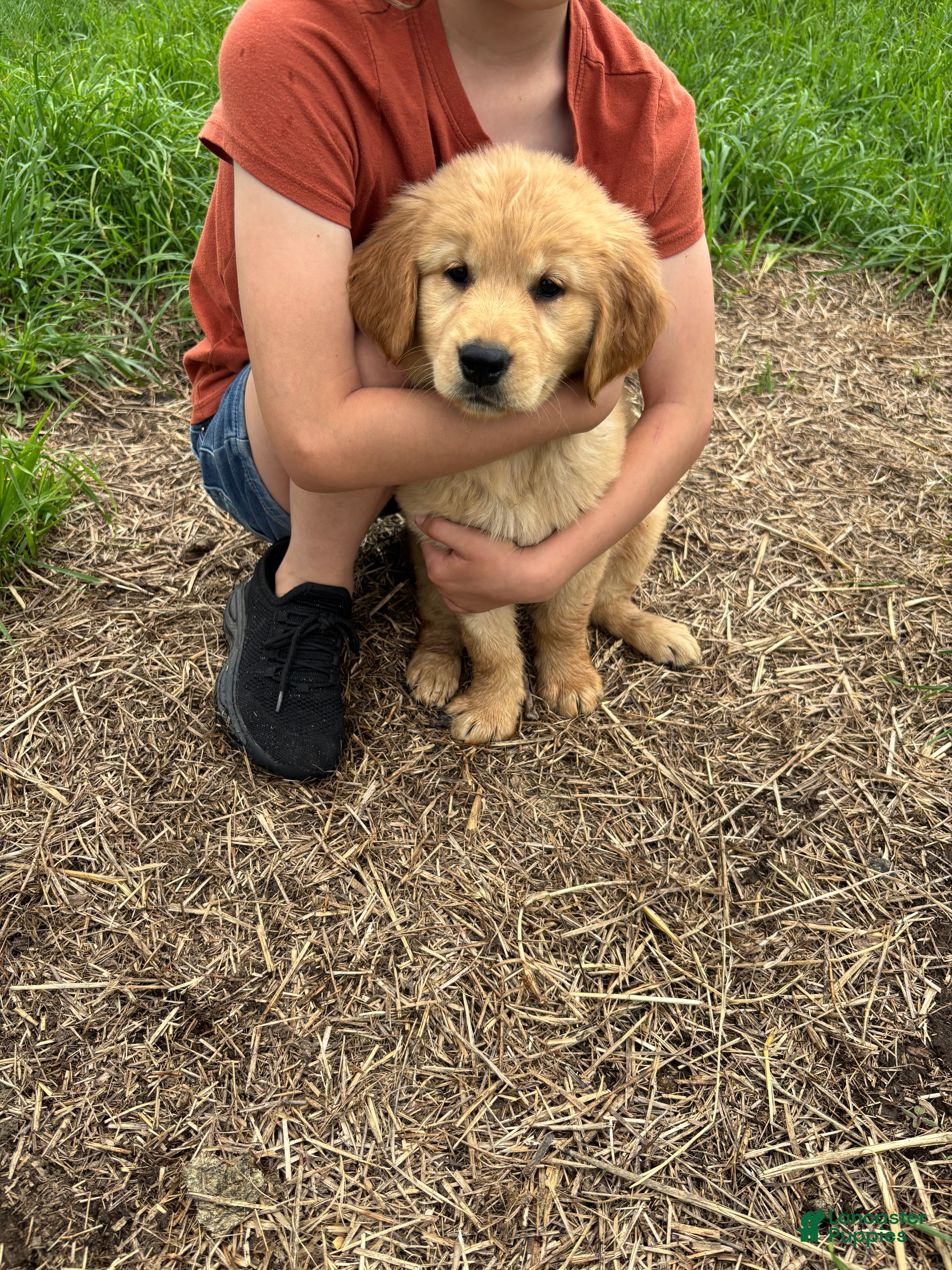 Golden Retriever dogs Bea - Ad 1