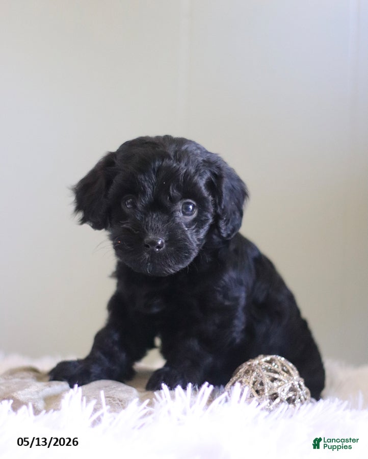 Cavapoo dogs Lady - Ad 1