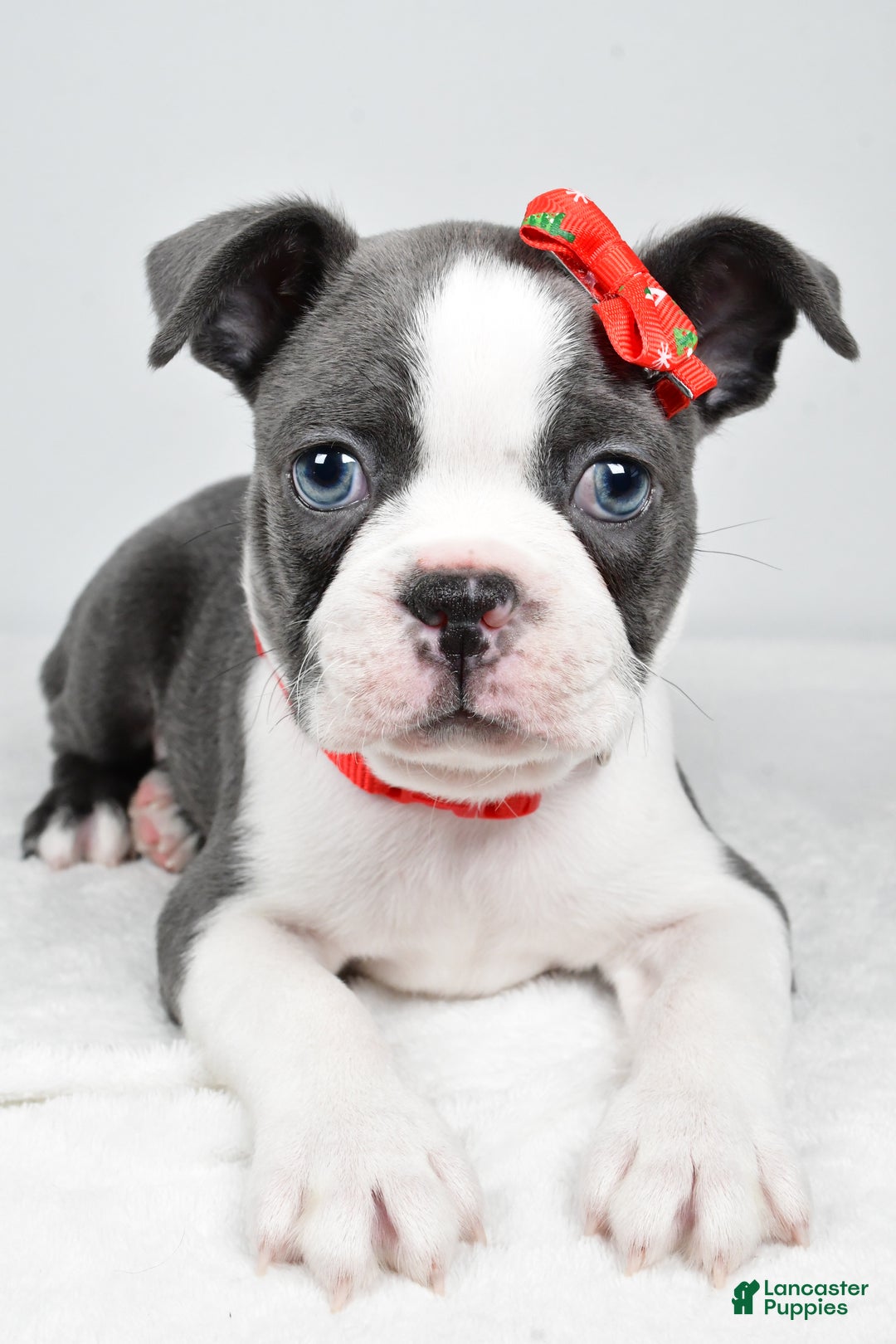 Boston Terrier dogs for sale: Hudson - Ad 3