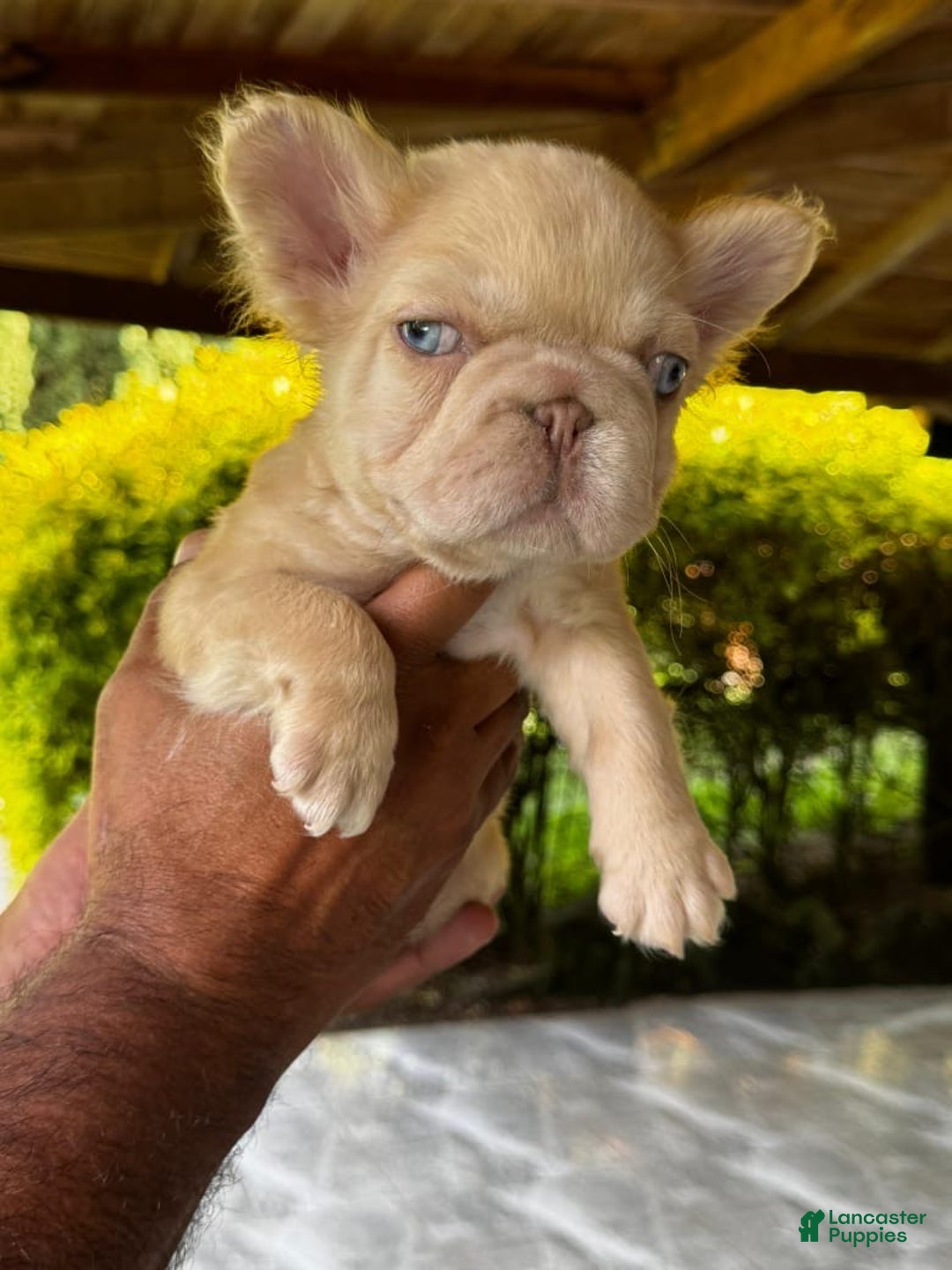 French Bulldog dogs for sale: French Bulldog Puppy 2 - Ad 2