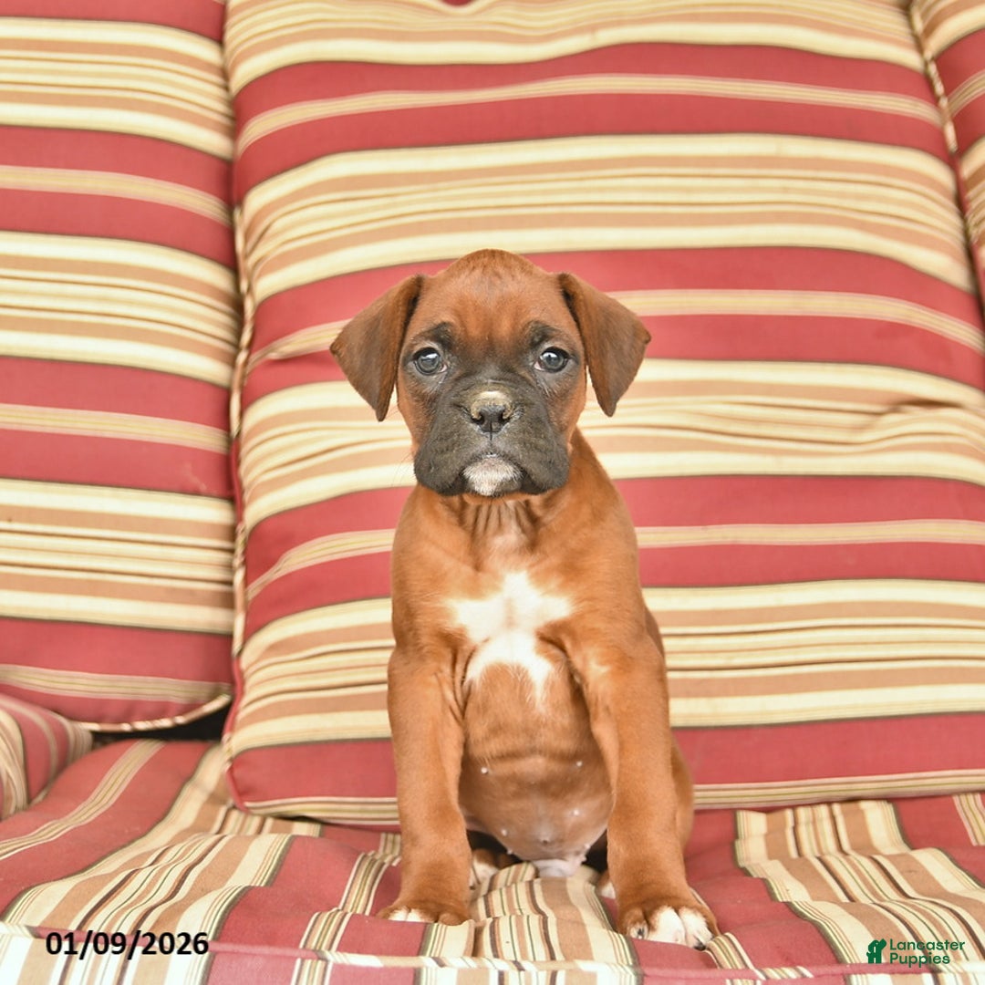 Boxer dogs for sale: Jet  - Ad 2