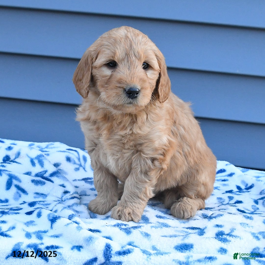 Goldendoodle dogs for sale: Bailey - Ad 2