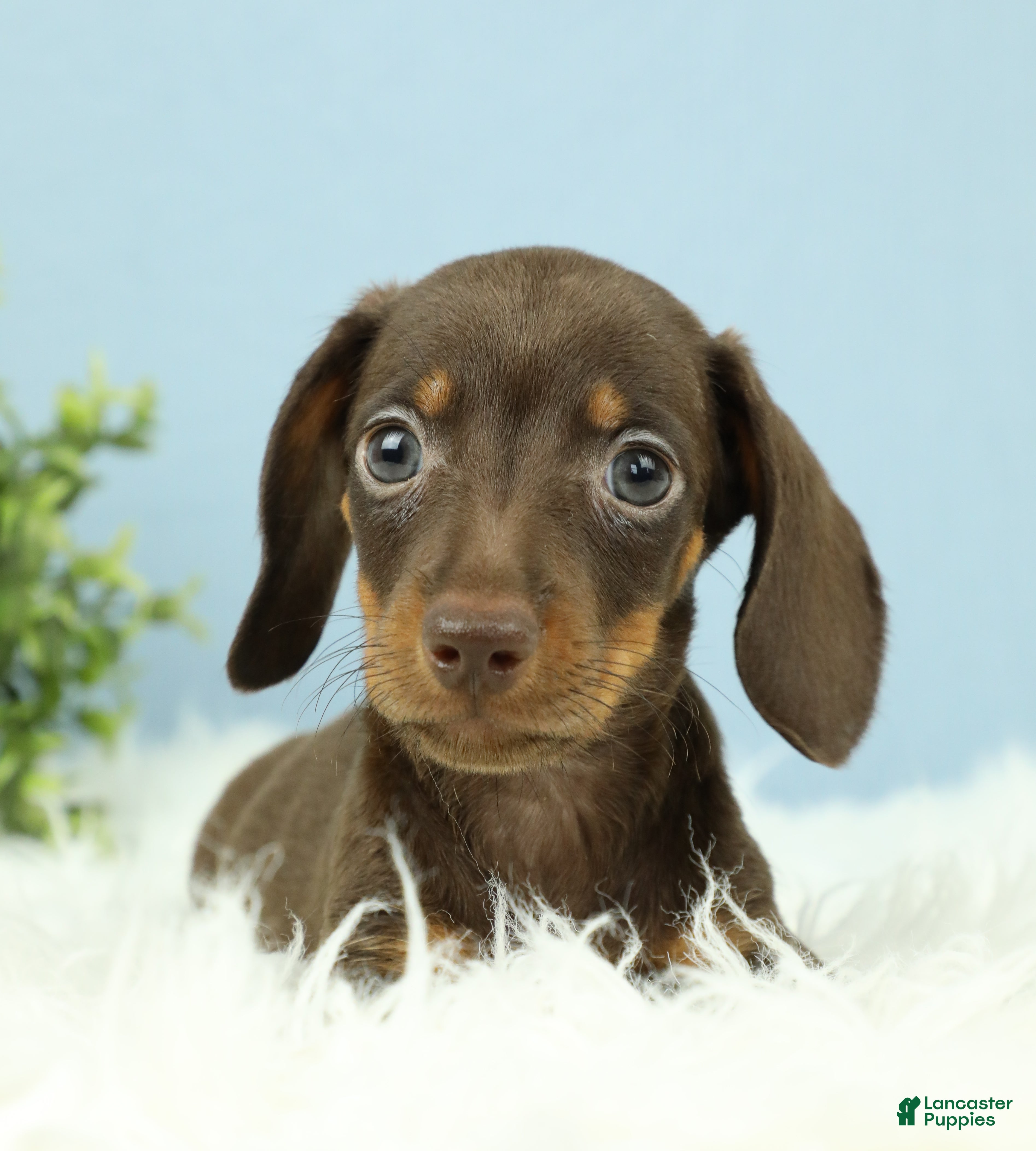 Miniature Dachshund dogs Thor 🧸 - Ad 2