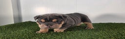 Olde English Bulldogge dogs for sale: Bella  - Ad 4