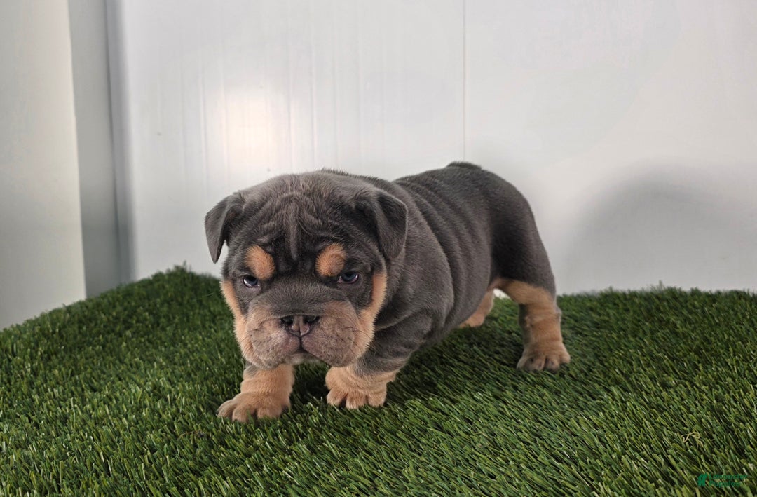 Olde English Bulldogge dogs for sale: Bella  - Ad 4