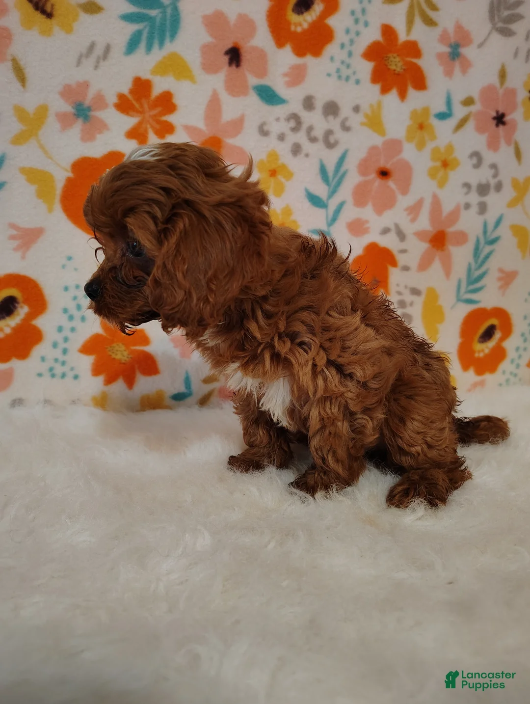 Cavapoo dogs for sale: Gizmo - Ad 6