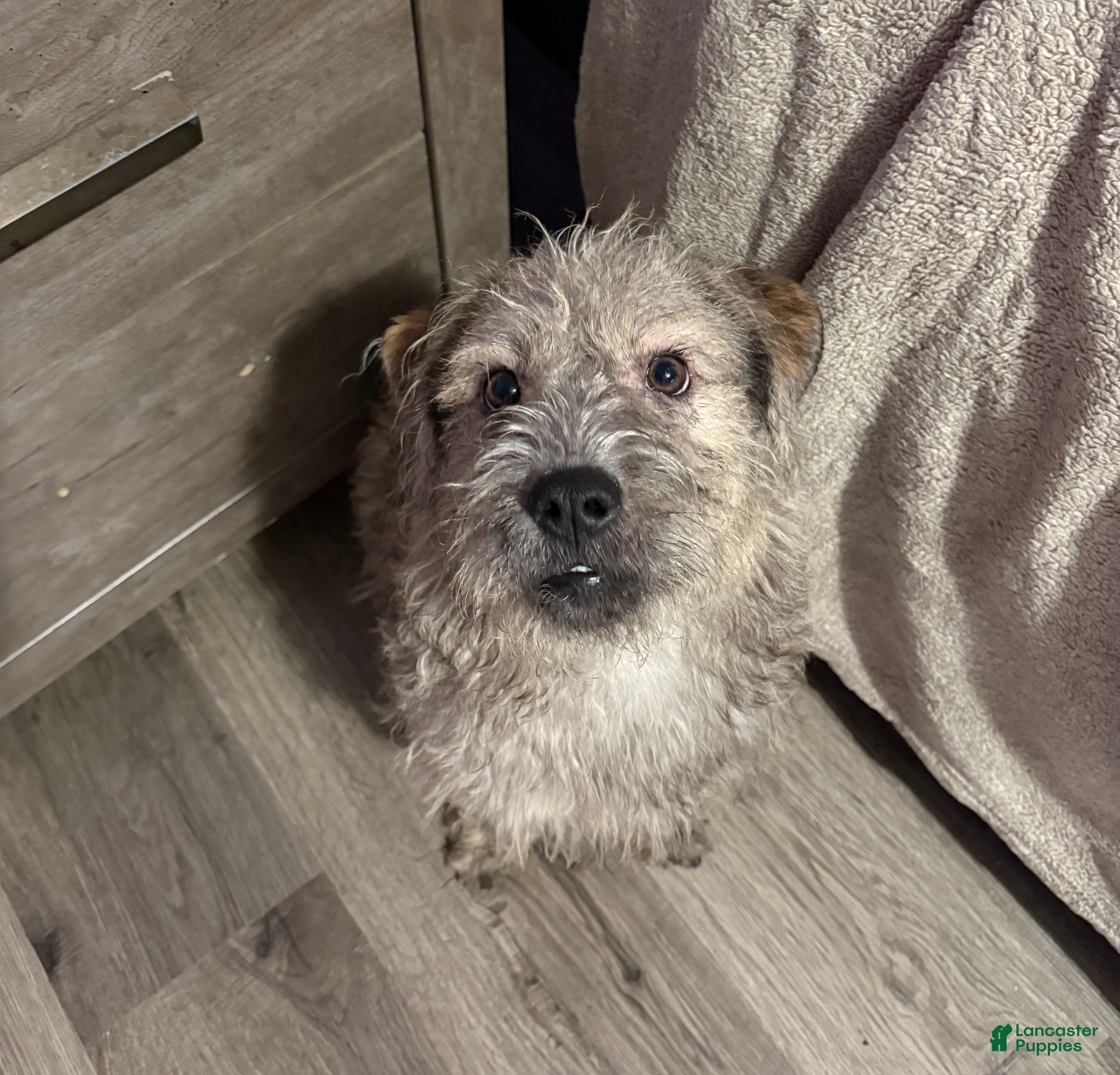 Mixed Breed dogs for sale: Mixed Breed 1 - Ad 5