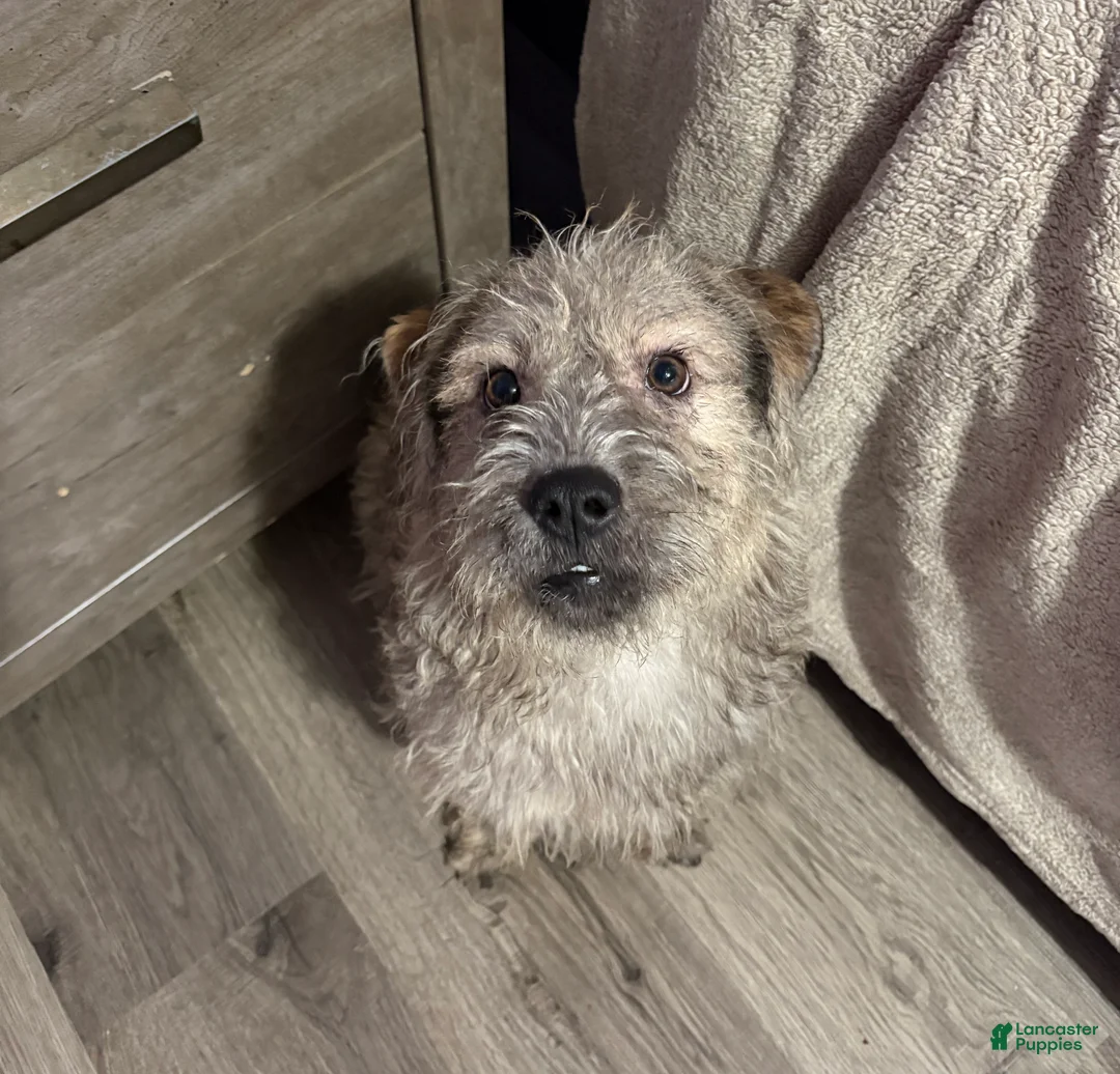 Mixed Breed dogs for sale: Mixed Breed 1 - Ad 1