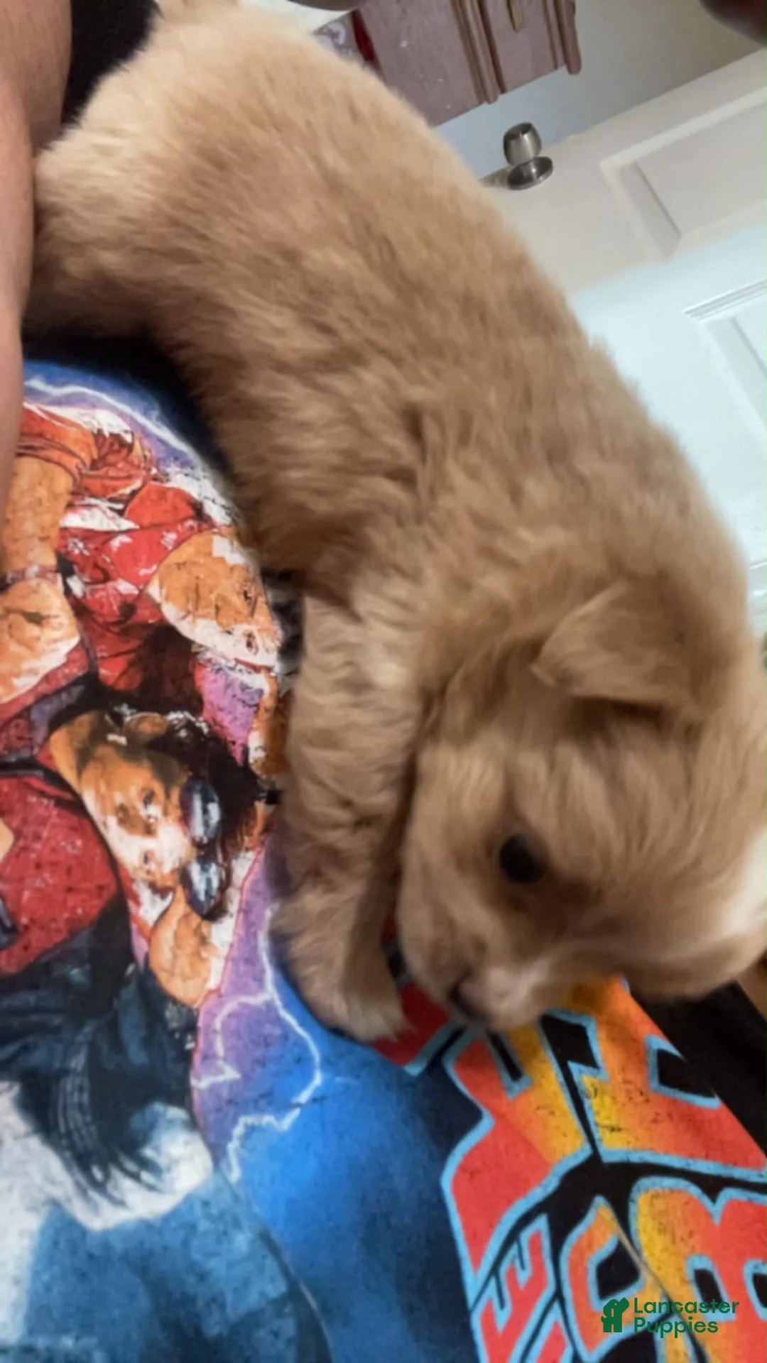 Pomchi dogs for sale: Bella - Ad 2