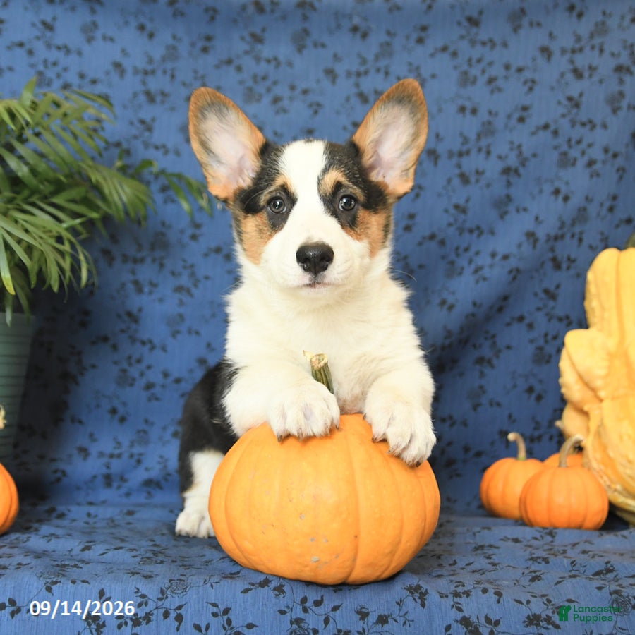 Welsh Corgi Pembroke dogs Gloria - Ad 2