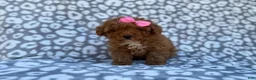 Cavapoo dogs for sale: Scarlett - Ad 7
