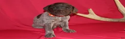 German Shorthaired Pointer dogs for sale: Tebow  - Ad 3