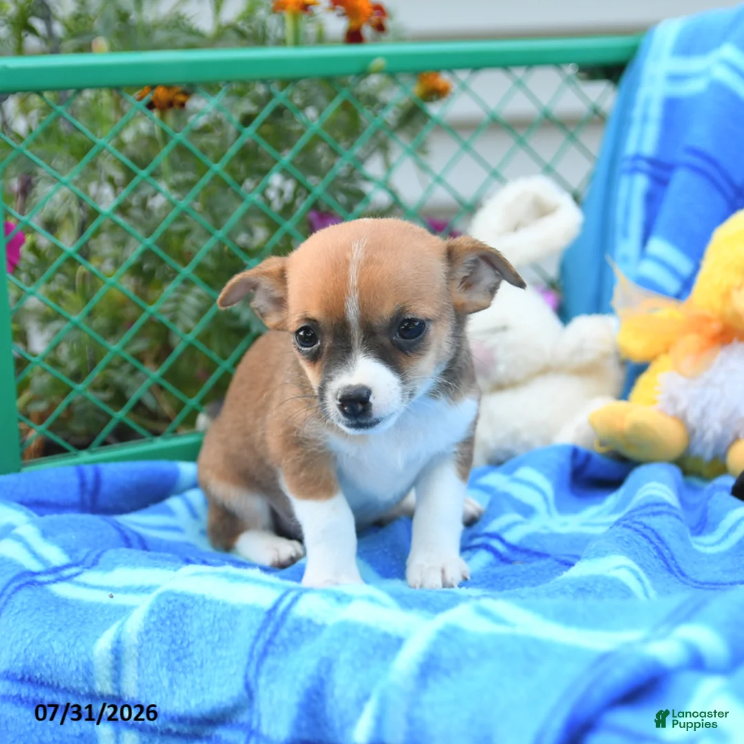 Mixed Breed dogs for sale: Theia - Ad 2
