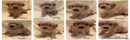 Golden Retriever dogs for sale: Black - Ad 5