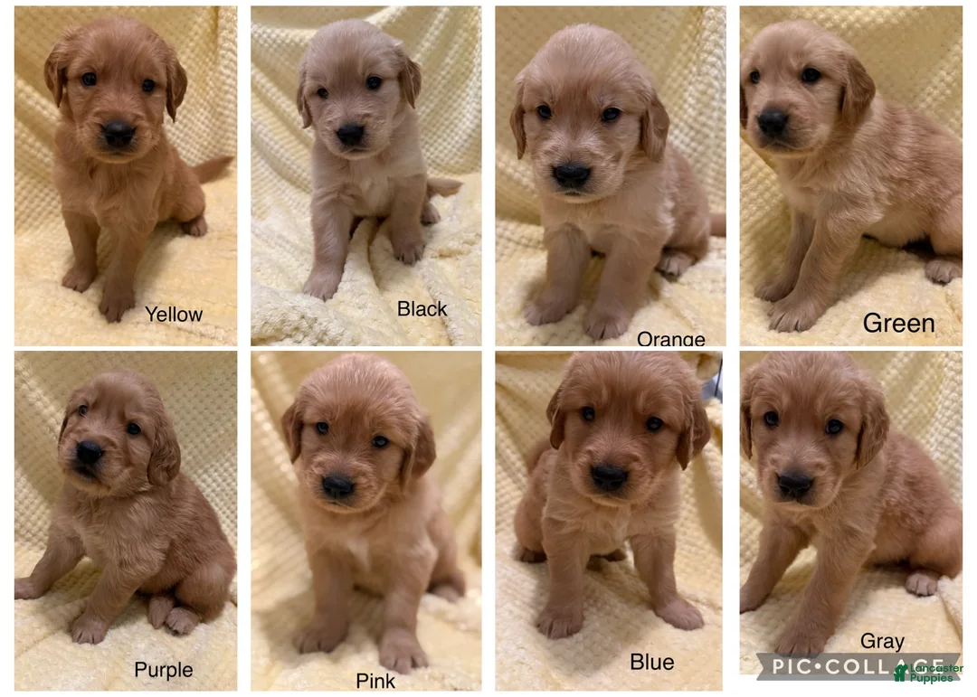 Golden Retriever dogs for sale: Black - Ad 5