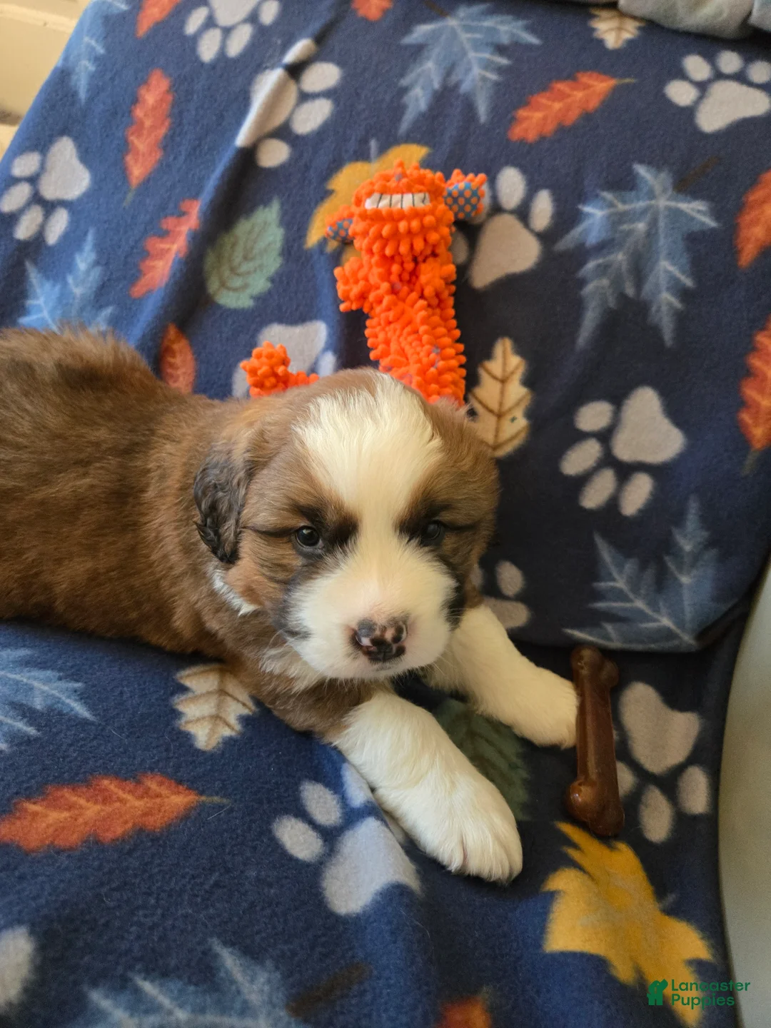 Mixed Breed dogs for sale: Brody - Ad 22