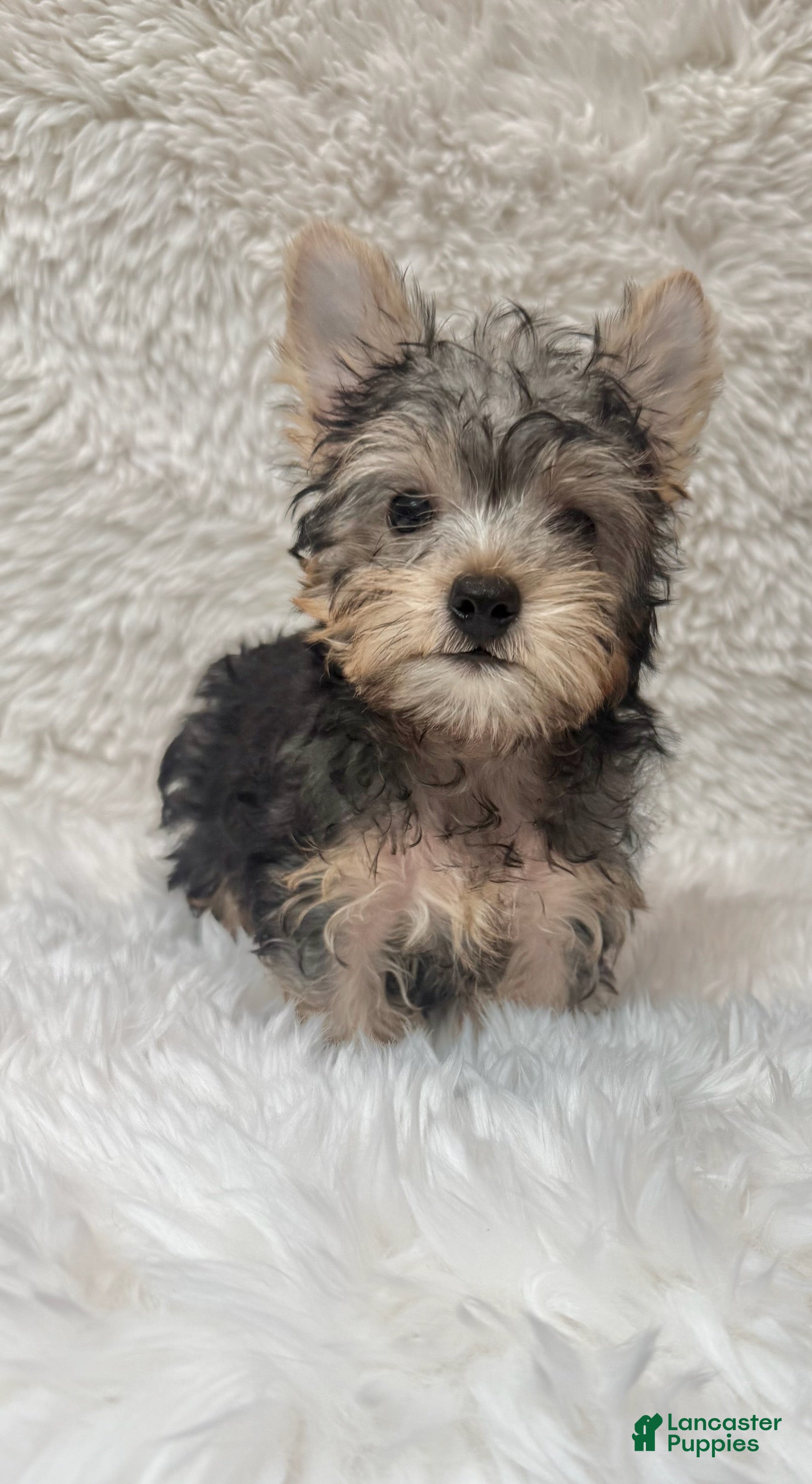 Yorkshire Terrier dogs for sale: Scooby - Ad 2