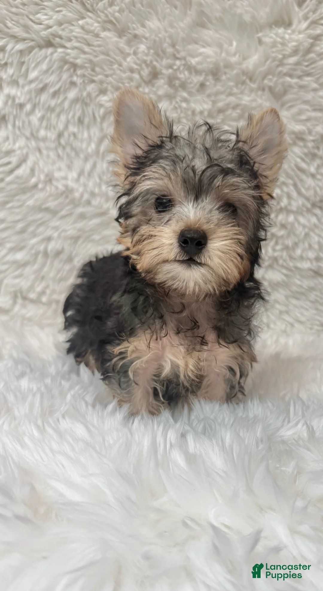 Yorkshire Terrier dogs for sale: Scooby - Ad 1